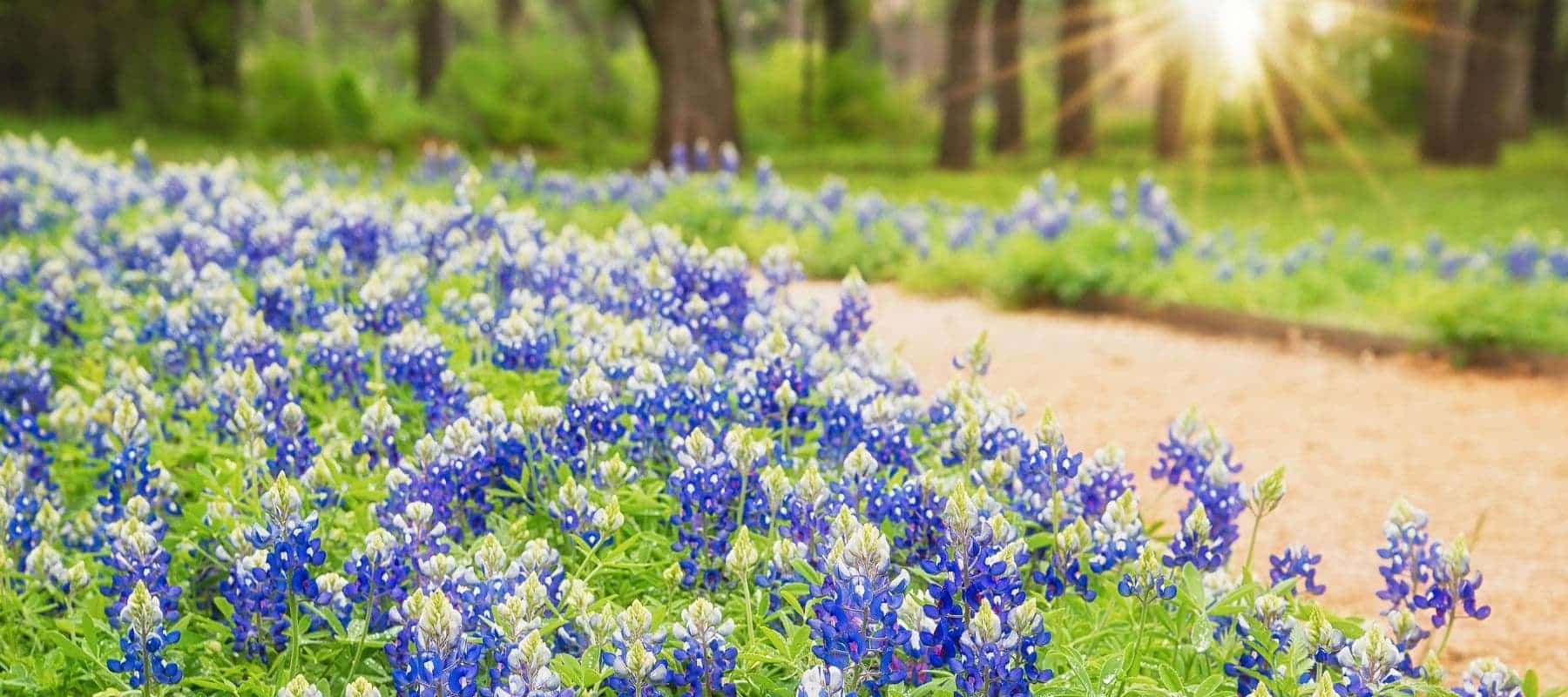 bluebonnets off of the side of a texas trail