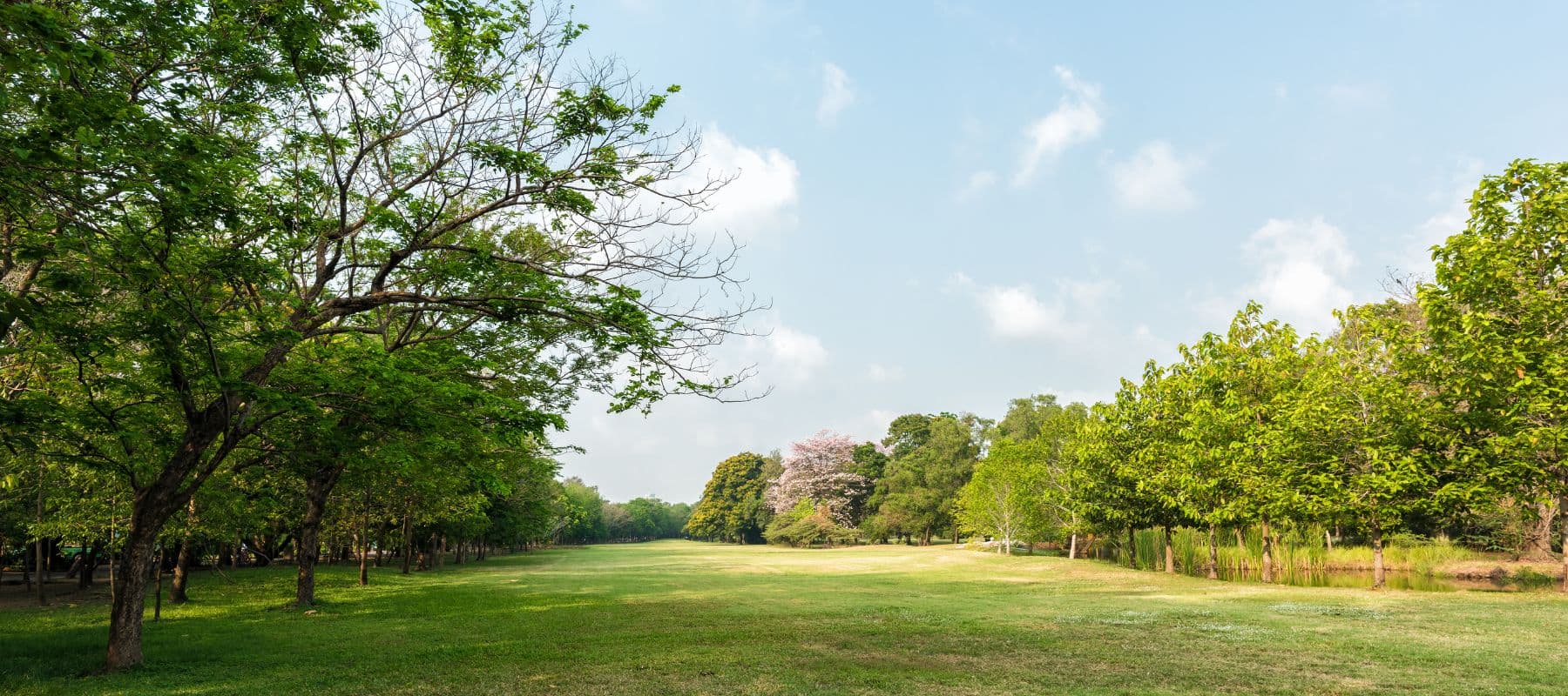 large grass and wooded area with blue skies, no buildings just land